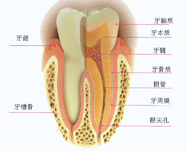 牙龈发红发黑是怎么回事